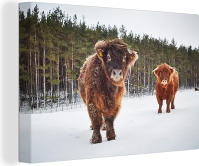 Produktbild von OneMillionCanvasses® - Leinwandbilder - 140x90 cm, Schottische Hochlandrind - Schnee - Kühe, Wandbilder Wohnzimmer Hochland Rind - Tier Wanddekoration - Hochland Rind - Kuh - Gemälde auf Holzrahmen