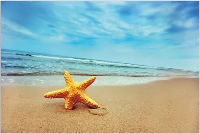 Produktbild von Wallario Wandbild Seestern am Strand am Meer, Größe: 61 x 91,5 cm, Poster mit rahmenlosen Bildhalter