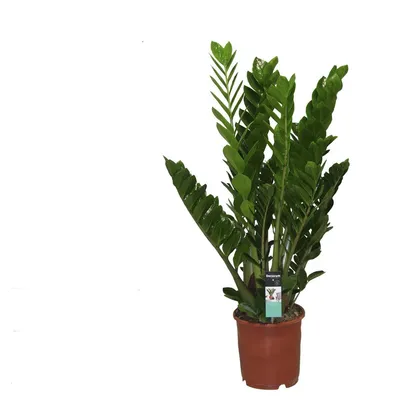 A potted Zamioculcas plant with dark green leaves.