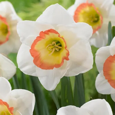 Image de Narcisses Bulbes de fleurs Fleurs Narcisse à grande couronne Night Cap 5 pcs.
