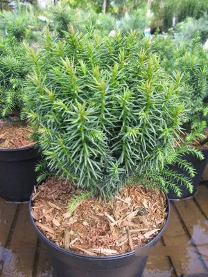 Produktbild von Cryptomeria japonica Funny - japanische Zwergsicheltanne - 10-15