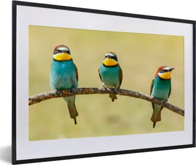 Produktbild von MuchoWow® Gerahmtes Poster Vögel - Tiere - Bienenfresser 60x40 cm - Poster mit Schwarzem Bilderrahmen Wandposter Rahmen Foto Bilder - Schlafzimmer - Plakat in Rahmen - Drucken