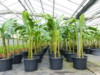 Produktbild von Bananenstaude als 3er Gruppe  Banane Musa Basjoo 220 cm winterhart Staude japanische Faserbanane
