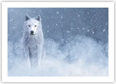 Produktbild von Poster - Poster ohne Rahmen - Weiß Wolf Schnee - 70x50 cm - Wand Bild - Wanddeko - Wandbilder - Kunstposter - Wandposter - Bilder - Kunstdruck - Wanddekoration - Wandbild - P2XAA70x50-5006
