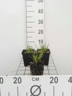 Produktbild von 6 x  Molinia caer. 'Moorhexe' - Pfeifengras  - Topf 9 x 9 cm