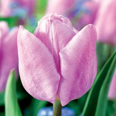 Zdjęcie produktu dla Tulipan Jasnoróżowy 10 szt. Tulipany Cebulki Tulipanów Cebule