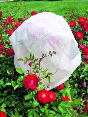 Produktbild von PROREGAL Winterschutz Frostschutz für Pflanzen, 17 g, weiß, 130x110cm, 3 Stück