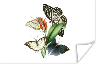 Produktbild von MuchoWow® Poster Blumen - Schmetterling - Weiß 180x120 cm - Fotoplakat