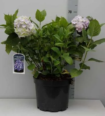 Produktbild von Hydrangea macr. blauw/bleu - Hortensien  40- 60 cm Container