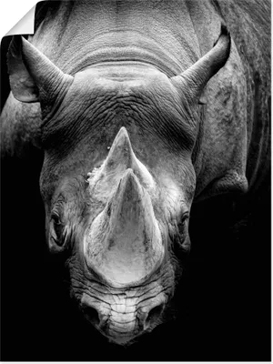 Produktbild von ARTland Poster Das Nashorn Größe: 30x40 cm