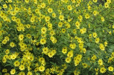 A dense field of yellow flowers with green foliage.
