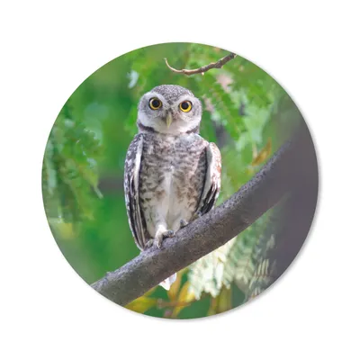 Produktbild von MuchoWow® Mauspad Mousepad Eule auf Ast sitzend 20x20 cm - Mousepads - Maus Mat - Pad - Mausunterlage - Schreibtischmatte
