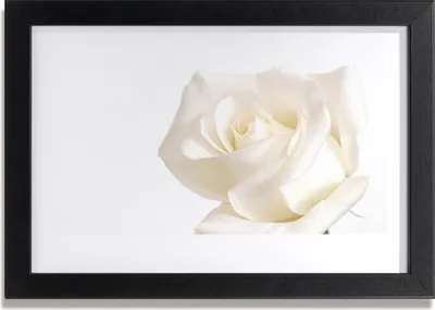 Produktbild von Bild 30x20 MDF-Rahmen Wandkunst Rose Blumen