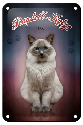 Produktbild von Blechschild Katze 18x12cm Ragdoll Katze 1960 Wanddeko