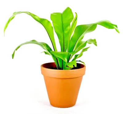 Obrázok produktu pre Gardners Asplenium nidus, priemer 17 cm