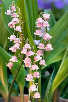 Produktbild von Convallaria majalis 'Rosea', Maiglöckchen, rosa, ca. 9x9 cm Topf