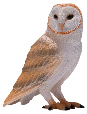 Image de Mojo Wildlife Kerkuil - 381054