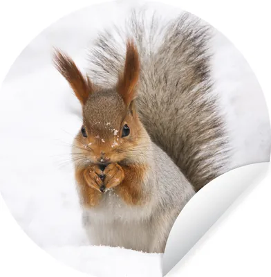 Produktbild von MuchoWow® Runde Wandtattoo - Wandsticker Tapete Aufkleber Eichhörnchen - Tier - Schnee Ø 50 cm Selbstklebend und Repositionierbar - Wandaufkleber - Kreis - Wand Kreis - Wand Bild - Foto Tapete - Selbstklebende - Wohnzimmerdekoration - Wand Dekoration - Kinderzimmer
