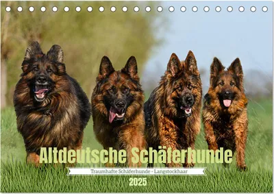 Produktbild von Altdeutsche Schäferhunde - Traumhafte Schäferhunde Langstockhaar (Tischkalender 2025 DIN A5 quer), CALVENDO Monatskalender