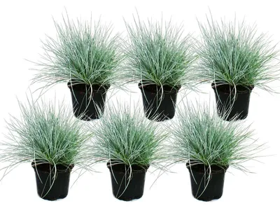 Produktbild von Blauschwingel-Gras - Festuca glauca - Set mit 6 Pflanzen - 9cm Topf