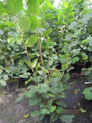 Produktbild von Corylus avellana Nottingham - Fruchthaselnuss - 100-125