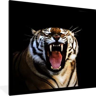 Produktbild von MuchoWow® Gerahmtes Poster Tiger - Zähne - Schwarz 40x40 cm - Poster mit Schwarzem Bilderrahmen Wandposter Rahmen Foto Bilder - Mit Rahmen - Wanddekoration Schlafzimmer
