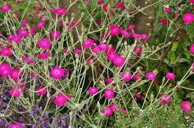 Image de 6 x Lychnis coronaria - Campion - pot 9 x 9 cm
