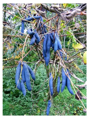 Produktbild von Blaugurke Decaisnea fargesii Pflanze 15-20cm
