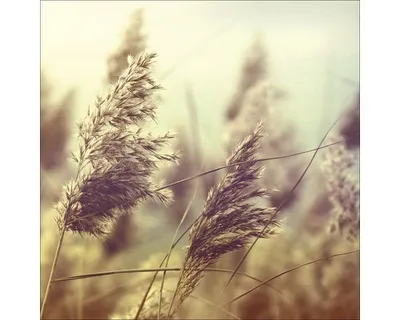 Produktbild von Glasbild Wheat In Wind I 20x20 cm