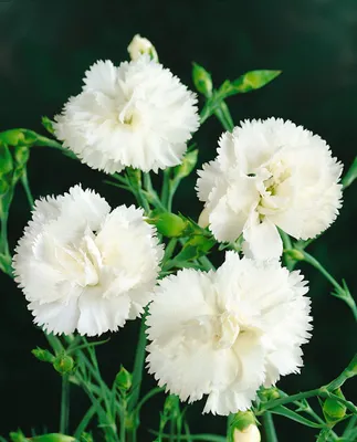 Produktbild von Dianthus plumarius 'Haytor', Federnelke, rosa, ca. 9x9 cm Topf