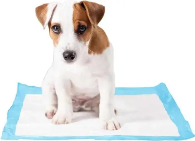Produktbild von Duvo+ Hundeurinunterlagen 45x60 Cm 30 Einheiten Weiß  Weiß One Size