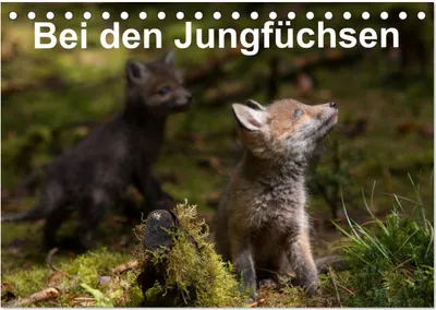 Produktbild von Bei den Jungfüchsen (Tischkalender 2025 DIN A5 quer), CALVENDO Monatskalender