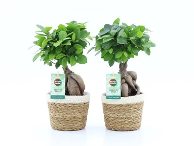Produktbild von Ficus Ginseng 2er mit Übertopf