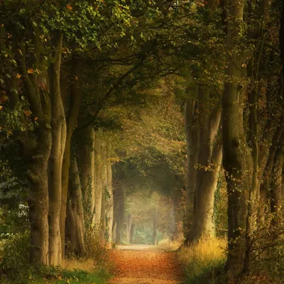 Image de Tableau sur toile forêt poetique 30x30 cm, Tableau mural moderne pour décoration intérieure