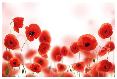 Produktbild von Wallario Küchenrückwand aus Glas, Größe: 90 x 60 cm, Motiv: Leuchtende Mohnblumen - Rote Mohnblumenblüten | Spritzschutz | abwischbar | pflegeleicht | in