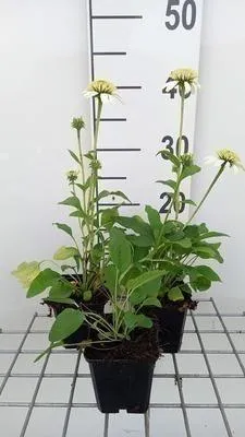 Zdjęcie produktu dla 6 x Echinacea purp. white Double delight'® - Echinacea - Doniczka 9 x 9 cm
