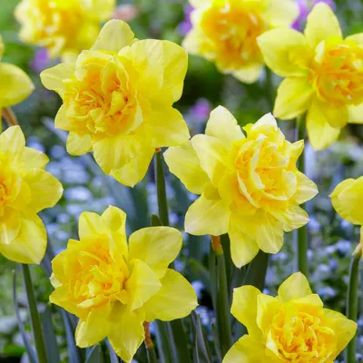 Imagen del producto de Bulbos de narciso, resistentes al invierno y perennes. "Campanillas de Pascua" silvestres. 25 bulbos de flores. Plantas aromáticas de Holanda, ideales para jardín y macetas (no son semillas, no son artificiales)