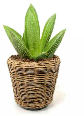 Produktbild von Van der Leeden Pflanzenkorb - Rattan - 39x36cm - Trockentopf