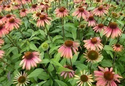 Image de 6 x Echinacea purp. summer Cocktail'® - Echinacea - Pot 9 x 9 cm