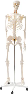 Produktbild von Betzold menschliches Skelett 170 cm, fahrbar, aus unzerbrechlichem Kunststoff, Naturabgüsse