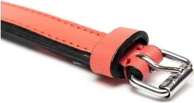Obrázok produktu pre Obojok pre psov gloria coral polstrovaný (50 x 2,5 cm)