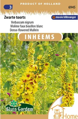 Immagine prodotto di Semi di verbasco nero - Verbascum nigrum - Pianta perenne autoctona con fiori gialli - Ideale per la biodiversità e come fiore reciso - Resistente alla siccità - 6945