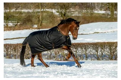 Produktbild von Winterdecke Extra 300g Füllung Irish Turnout Black/Gold 155cm + Hufkratzer Reiterladen24.de