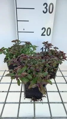 Obrázok produktu pre 6 x Origanum laev. 'Herrenhausen' - Origanum - kvetináč 9 x 9 cm