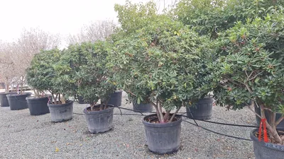 Produktbild von Sunny Tree - Australischer Lorbeer Pittosporum tobira – Immergrüner Zierstrauch – Winterhart bis −10 °C – 180 cm inkl. Topf – Ideal für Garten.