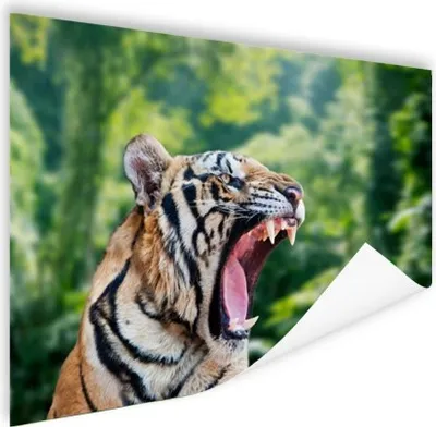 Produktbild von MuchoWow® Poster Tiger - Kopf - Wald 40x30 cm - Plakate für die Wände - Poster Wohnzimmer