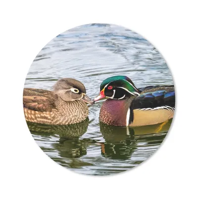 Produktbild von MuchoWow® Mauspad Mousepad Ente - Vögel - Wasser - Federn - Tiere 50x50 cm - Mousepads - Maus Mat - Pad - Mausunterlage - Vinyl