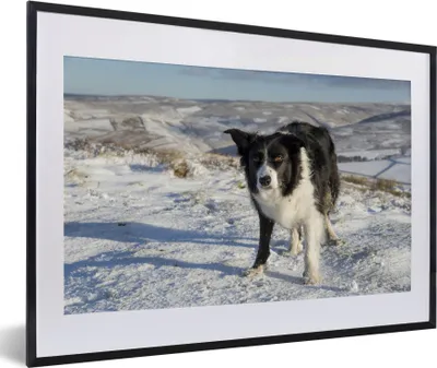 Produktbild von MuchoWow® MuchoWow® Gerahmtes Poster Ein Border Collie in den Schneehügeln 60x40 cm - Poster mit zchwarzem Bilderrahmen - Schlafzimmer - Plakat in Rahmen - Drucken