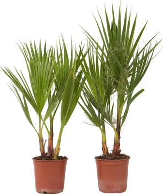Produktbild von Mexická palma - 2 ks. - Washingtonia robusta - Výška 50-60cm - ⌀15cm