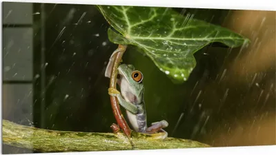 Produktbild von DEQORI Küchenrückwand Glas 100x50 cm 'Regenwaldjuwel' Spritzschutz Bad Rückwand Küche